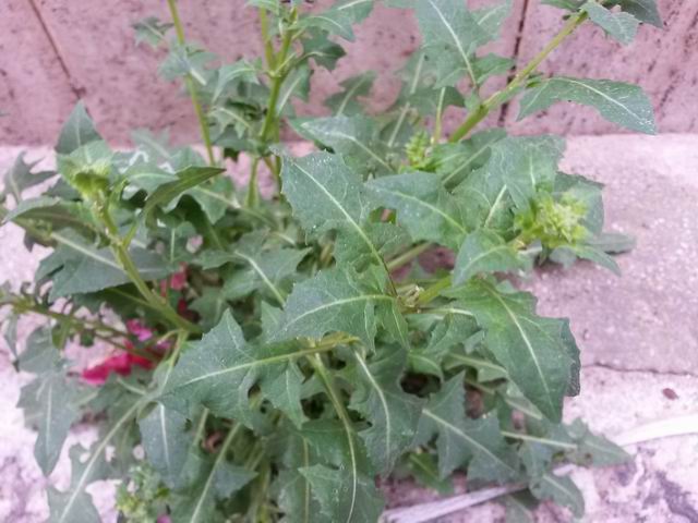 Asteraceae: genere non determinabile